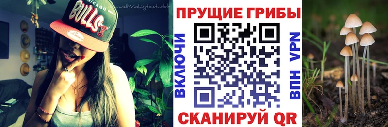 Галлюциногенные грибы Cubensis где можно купить наркотик Шлиссельбург